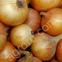 лук репчатый