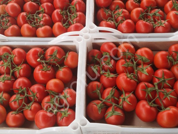 Томаты от производителя