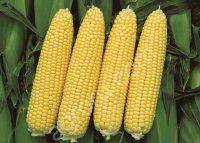 Кукурузу 1, 2 класса, качество ГОСТ.