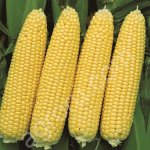 Кукурузу 1, 2 класса, качество ГОСТ.