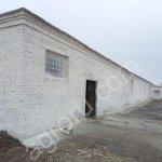 Побелка известью коровников, телятников, стен и потолка