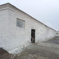 Побелка известью коровников, телятников, стен и потолка