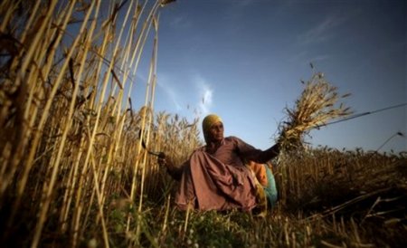 Марокко может закупить крупную партию пшеницы США