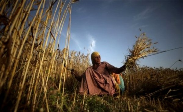 Марокко может закупить крупную партию пшеницы США