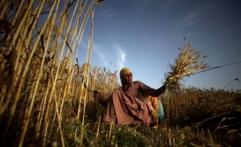 Марокко может закупить крупную партию пшеницы США