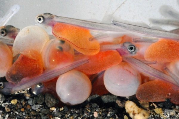 Камчатский лосось: борьба за выживание