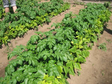 Производство картофеля увеличится на треть