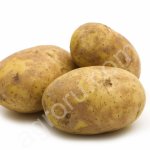 Картофель оптом от производителя свежий урожай