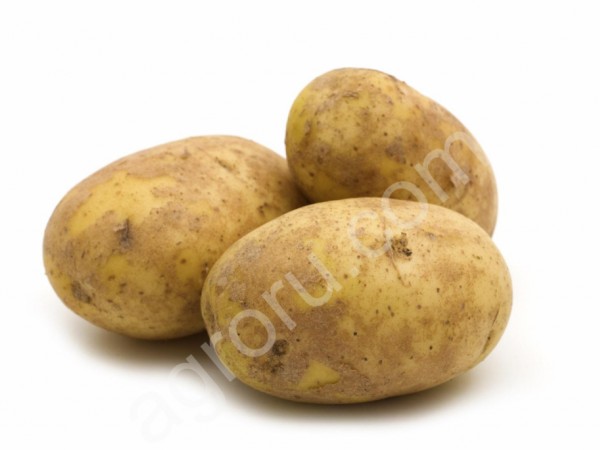 Картофель оптом от производителя свежий урожай
