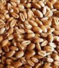 Котировки озимой американской пшеницы в пятницу еще выросли