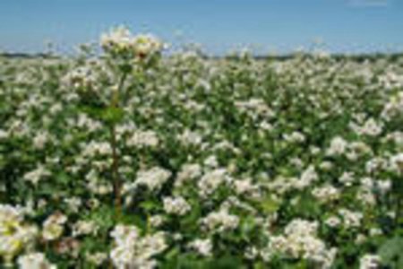 Минагрополитики Украины повысило прогноз урожая гречки до 380 тыс. тонн