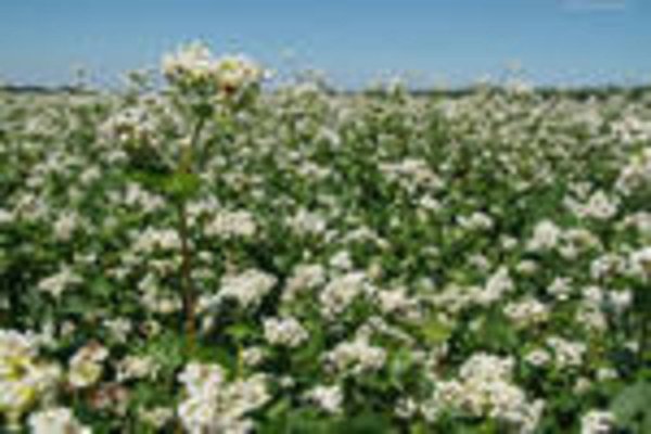 Минагрополитики Украины повысило прогноз урожая гречки до 380 тыс. тонн