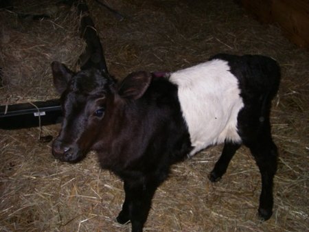 Оперативные данные по животноводству на 8 апреля 2011 года