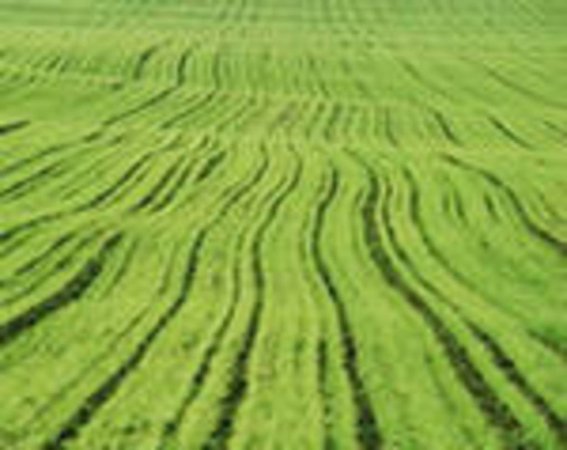 Ростовская область в 2011г планирует увеличить на 12% площади под озимые