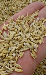 Ячмень на экспорт Barley feed animal export