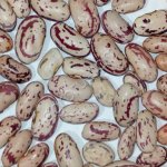 фасоль продовольственная