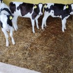 Бычки мясные телята с доставкой