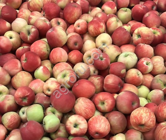 Яблоко Хоней Крисп в контейнерах