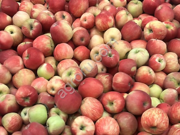 Яблоко Хоней Крисп в контейнерах