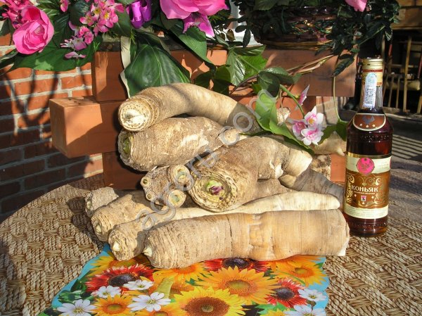 СЕмена хрена (Катран Аккорд)