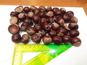 Каштан конский