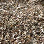 Зверобой трава