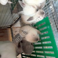 Калифорнийские кролики