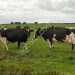 Нетели племенные, голштинская