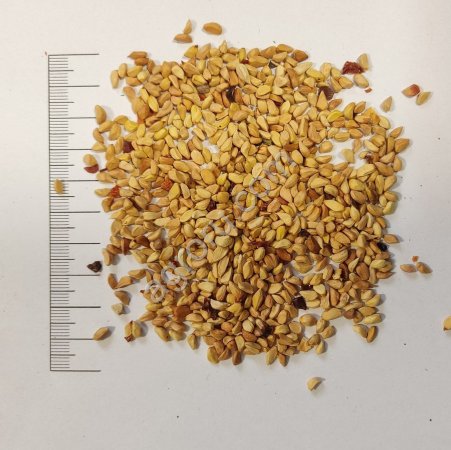 Косточки шиповника