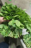 Мята египетская