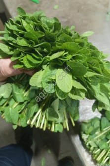 Мята египетская