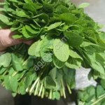 Мята египетская