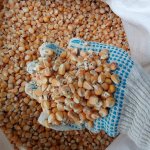 кукуруза фуражная в мешках