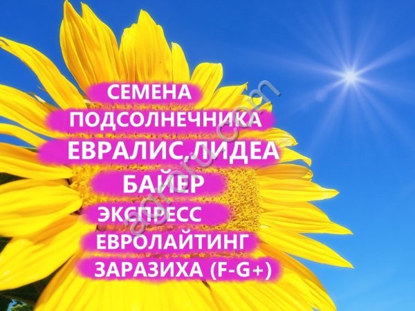 ГИБРИДЫ СЕМЕНА ПОДСОЛНЕЧНИКА ГЕНЕЗИС (ЕВРАЛИЗ) (ЕВРОЛАЙТИНГ ПЛЮС) (ЗАРАЗИХА F-G)
