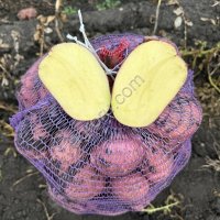 Картофель - АРИЗОНА КОЛОМБО МАНИФЕСТ