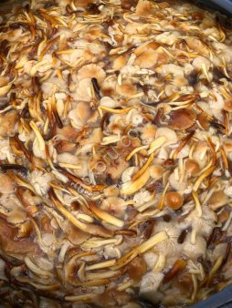 Белые замороженные грибы