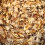 Белые замороженные грибы