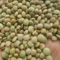 Чечевица зеленая 6+ мм