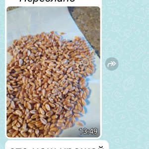 пшеницу