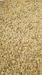 Чечевица зеленая