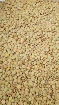 Чечевица зеленая