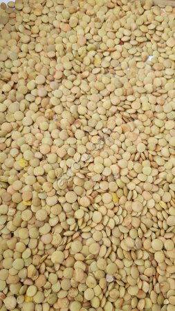 Чечевица зеленая