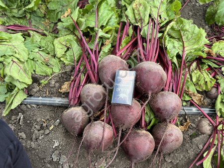 Свекла столовая, сорт Пабло