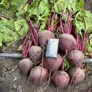 Свекла столовая, сорт Пабло