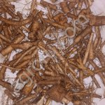 Одуванчик корень