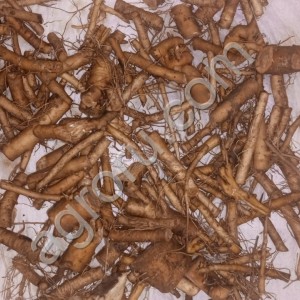 Одуванчик корень
