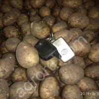 Картофель Семенной