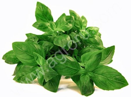 Зелень оптом