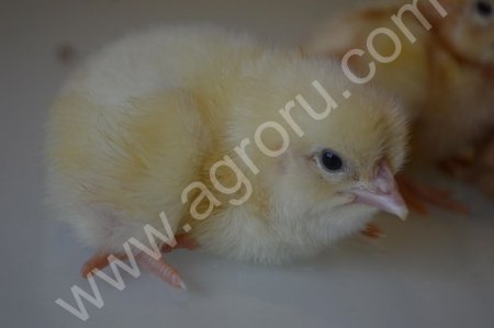 Адлерские цыплята суточные