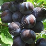 Саженцы сливы